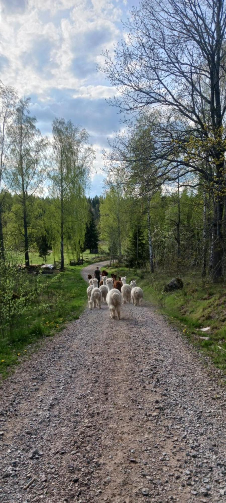 Mansarps Skogs- Och Alpackagard Ferienhaus Vimmerby