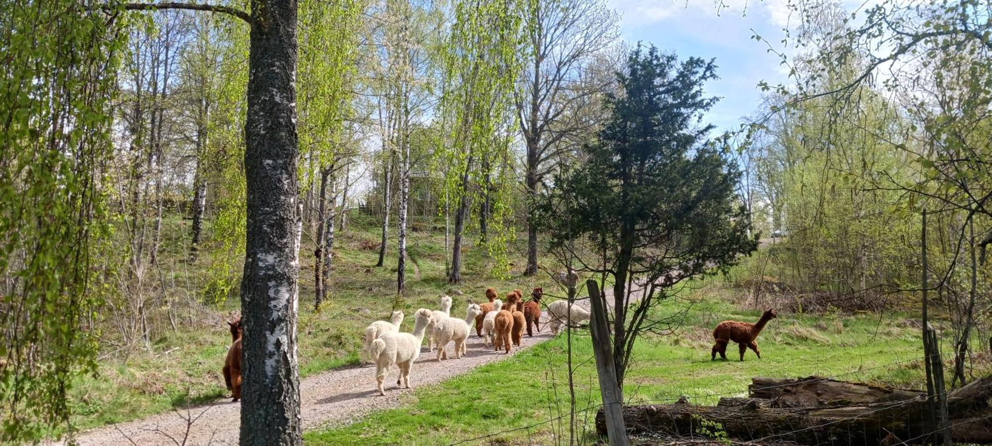 Ferienhaus Mansarps Skogs- Och Alpackagard *